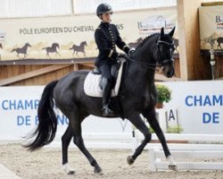 dressage horse Sertorius de Rima Z (Zangersheide riding horse, 2010, from Sandro Hit)