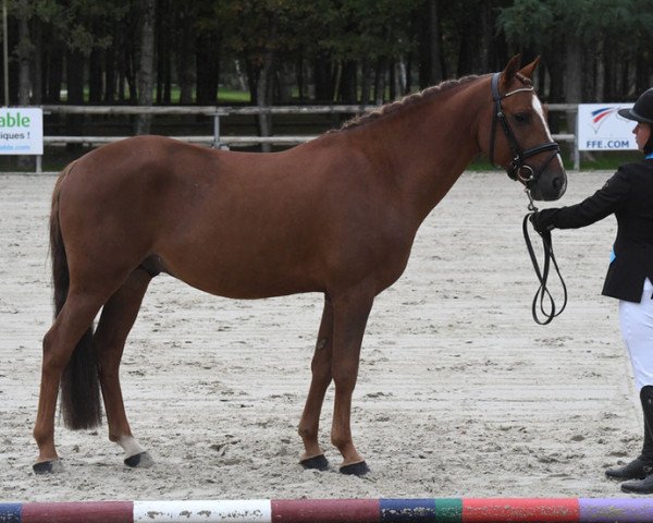 Deckhengst Elixir de Fougnard (Französisches Pony, 2014, von Quest du Buhot)