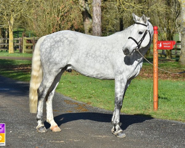 Deckhengst Chivas de Fougnard (Französisches Pony, 2012, von Don Juan V)