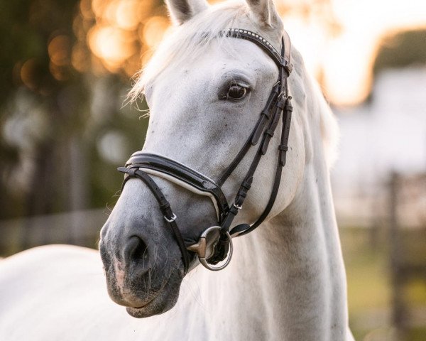 horse Pandora (Hungarian Warmblood, 2016)