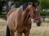 jumper Cookie 75 (German Sport Horse, 2012, from Colestus)