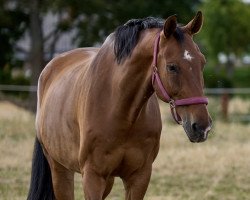 jumper Cookie 75 (German Sport Horse, 2012, from Colestus)