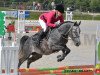 Springpferd Altus de Fougnard (Französisches Pony, 2010, von Jimmerdor de Florys)