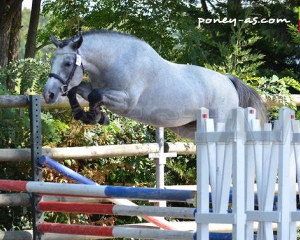 Dressurpferd Bayard de Fougnard (Französisches Pony, 2011, von Dexter Leam Pondi)