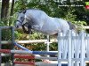 dressage horse Bayard de Fougnard (French Pony, 2011, from Dexter Leam Pondi)