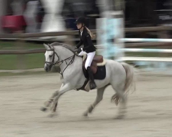 Springpferd Cupidon de Fougnard (Französisches Pony, 2012, von Dexter Leam Pondi)