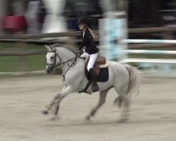 Springpferd Cupidon de Fougnard (Französisches Pony, 2012, von Dexter Leam Pondi)