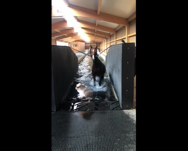 Video of Sushaunna