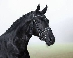 stallion Bon Joker (Oldenburg, 2017, from Bon Coeur)