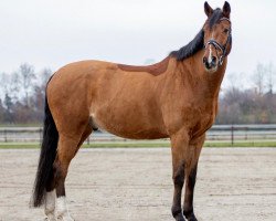 jumper Laredo 218 (German Sport Horse, 2013, from Light Star)