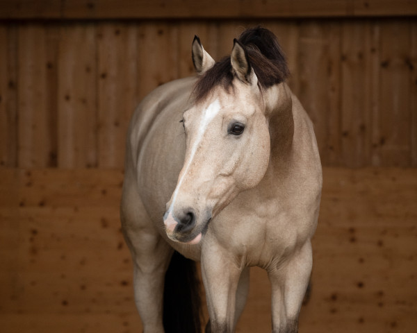 Springpferd Hartedief (Koninklijk Warmbloed Paardenstamboek Nederland (KWPN), 2012, von Bodyguard Moorland)