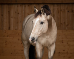 Springpferd Hartedief (KWPN (Niederländisches Warmblut), 2012, von Bodyguard Moorland)