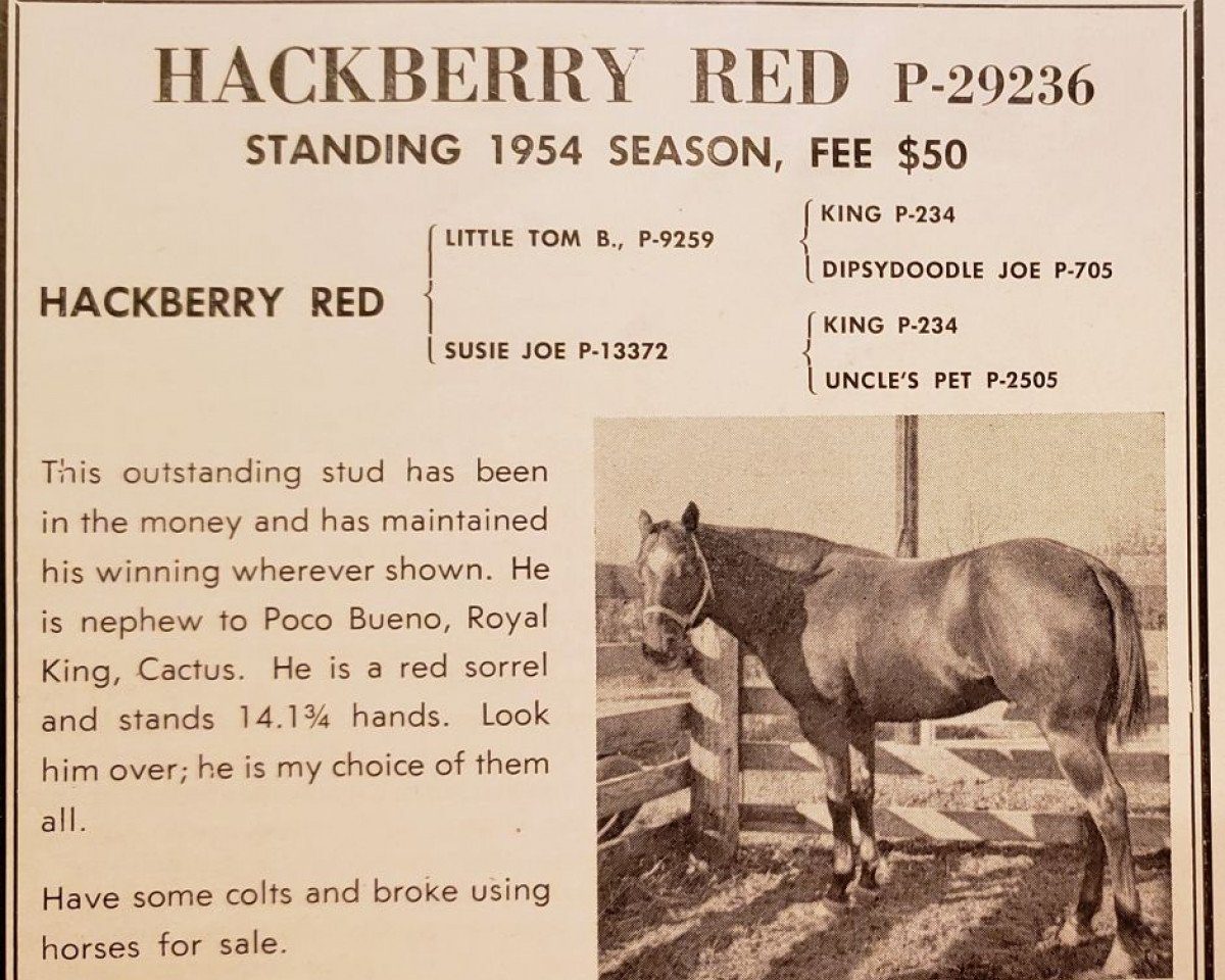 Deckhengst Hackberry Red (Quarter Horse, 1949, von Little Tom B)