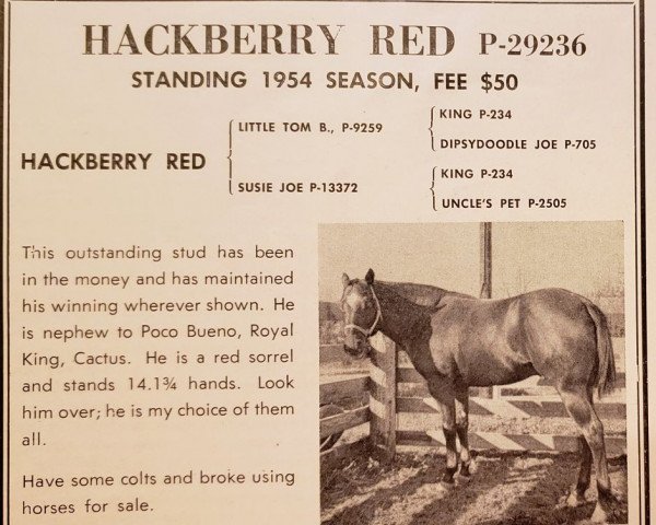 Deckhengst Hackberry Red (Quarter Horse, 1949, von Little Tom B)