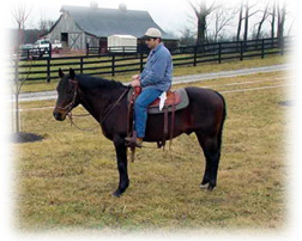 Deckhengst Continental Jester (Quarter Horse, 1981, von Continental King)