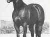 Deckhengst Mr Barron Bell (Quarter Horse, 1971, von Baron Bell)