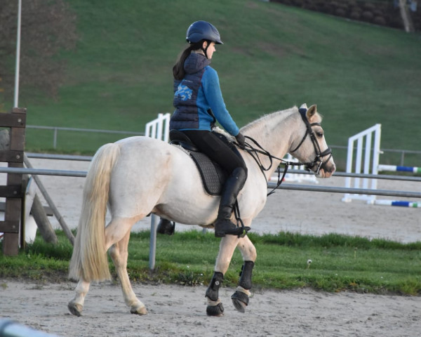 horse Quick (Belgian Riding Pony, 2005)