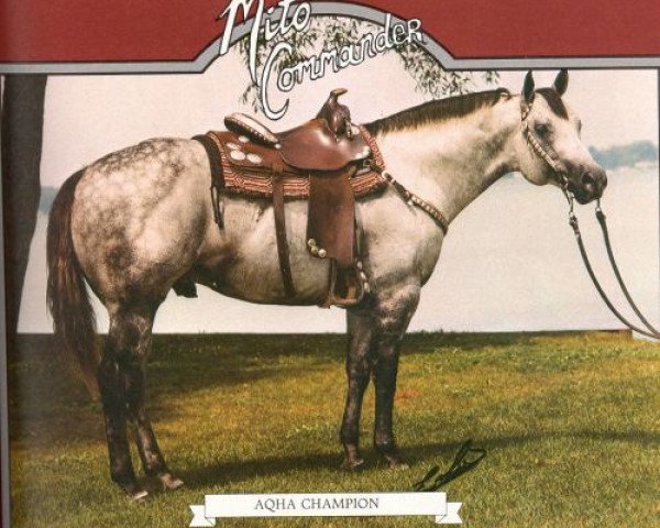 stallion Mito Commander (Quarter Horse, 1975, from Mito Paint xx)