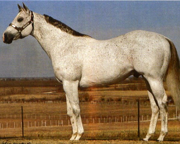 stallion Mito Paint xx (Thoroughbred, 1965, from Mito xx)