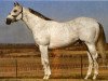 stallion Mito Paint xx (Thoroughbred, 1965, from Mito xx)