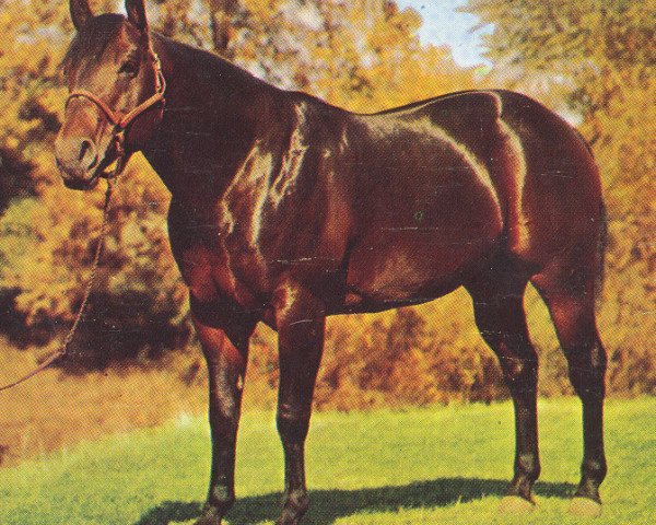 Deckhengst Brian H (Quarter Horse, 1946, von Cap Yates)