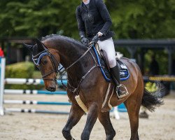 jumper Nardento (KWPN (Royal Dutch Sporthorse), 2018, from Comthago VDL)