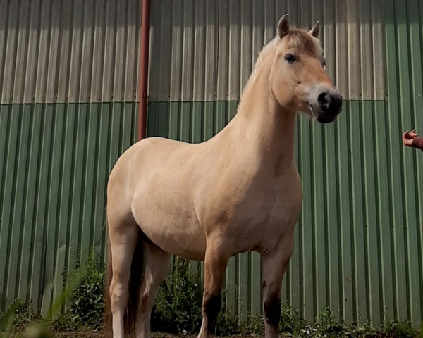 horse Janosch (Fjord Horse, 2016, from Jarn)