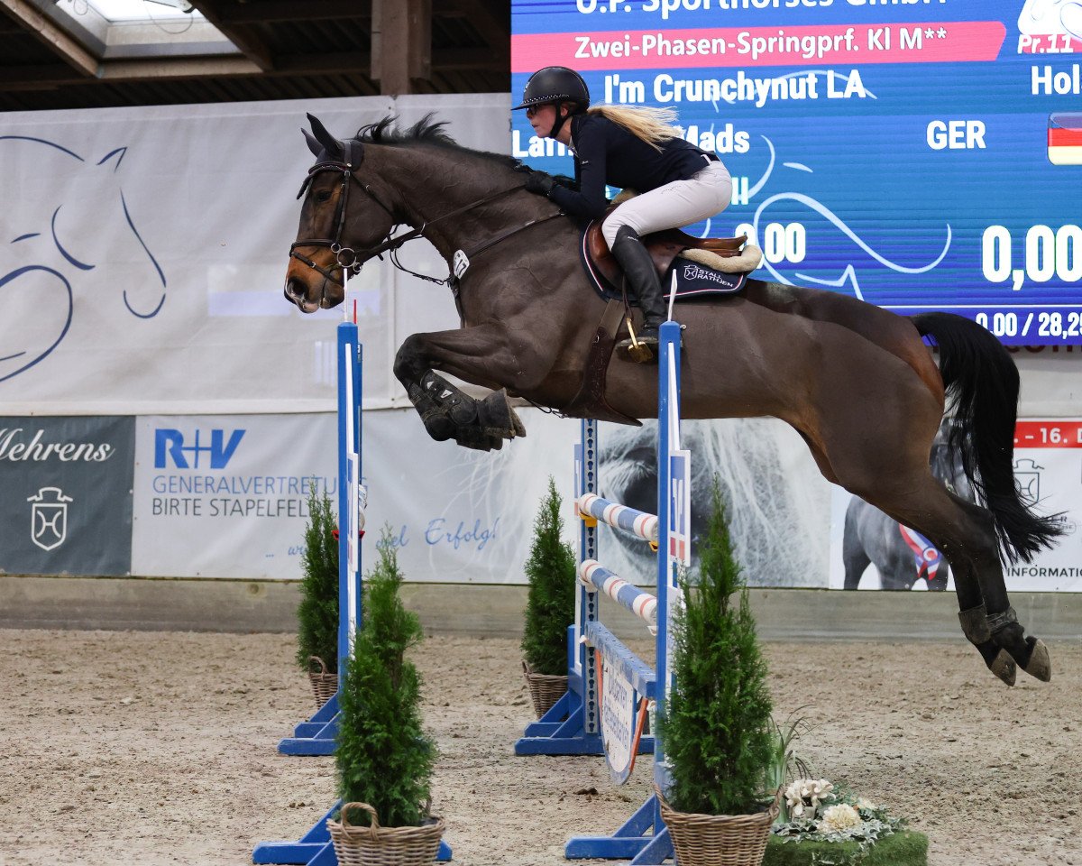 Springpferd Gloriella (Holsteiner, 2014, von Singulord Joter)