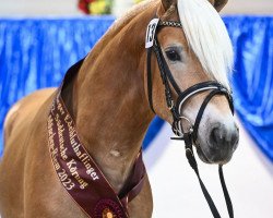 dressage horse Simba L (10.7 % ox) (Edelbluthaflinger, 2021, from Sonnenkönig-Gold)