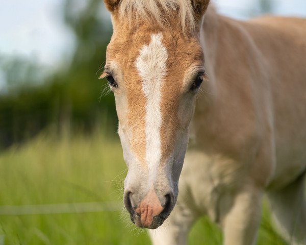 Dressurpferd Stacy L (11.580% ox) (Edelbluthaflinger, 2022, von Starino (9,19% ox))