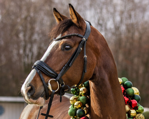 dressage horse Zamira 52 (Westphalian, 2018, from Zoom)
