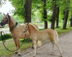 broodmare Quella ( 7.031 % ox) (Edelbluthaflinger, 2012, from München 2010 (5,47% ox))