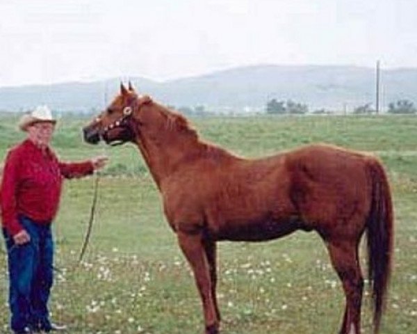 stallion Doc Continental (Quarter Horse, 1981, from Docs Spencer Bar)
