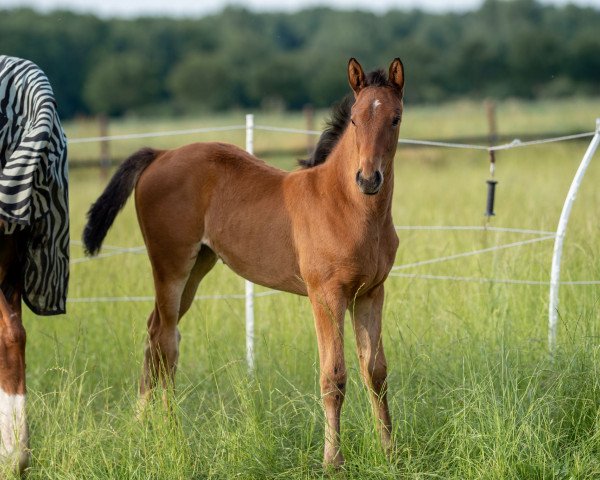 dressage horse Gracy L (Hanoverian, 2022, from GALAXY)