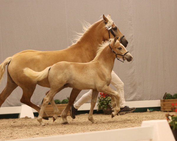 Dressurpferd Stormy L ( 11.620% ox) (Edelbluthaflinger, 2023, von Starino (9,19% ox))