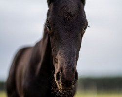 dressage horse Total Black L (Hanoverian, 2022, from Toto Gold)