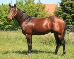 stallion Solanos Jasper Sun (Quarter Horse, 2006, from Solano Par Three)