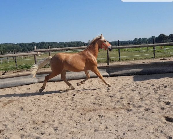 stallion Nakuri Junior L ( 12.11% ox) (Edelbluthaflinger, 2019, from DSP Nakuri (17,19% ox))