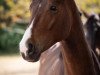 dressage horse Eskadero L (Rhinelander, 2019, from Escamillo)