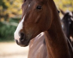 dressage horse Eskadero L (Rhinelander, 2019, from Escamillo)