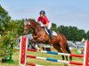 jumper Quintana 77 (Oldenburg show jumper, 2009, from Quintender 2)