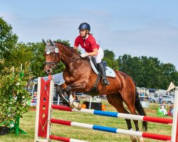 jumper Quintana 77 (Oldenburg show jumper, 2009, from Quintender 2)