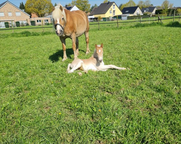 broodmare Wonda (Haflinger, 2009, from Alando)