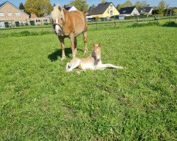 broodmare Wonda (Haflinger, 2009, from Alando)