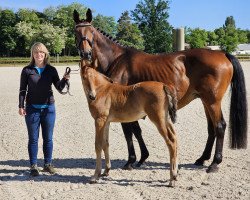 broodmare Sarina 269 (Hanoverian, 2009, from Satisfaction FRH)