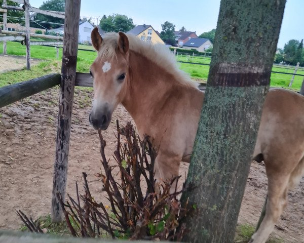 Dressurpferd Nasdag Junior L (Haflinger, 2023, von Newton)