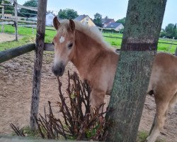 Pferd Nasdag Junior L (Haflinger, 2023, von Newton)