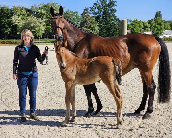 jumper NIamey (Hanoverian, 2023, from Nairobi de Muze)