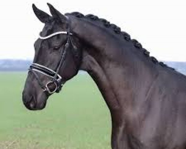 stallion Van Dijk (Hanoverian, 2018, from Vitalis)