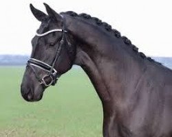 stallion Van Dijk (Hanoverian, 2018, from Vitalis)